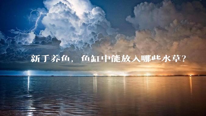 新手养鱼，鱼缸中能放入哪些水草？